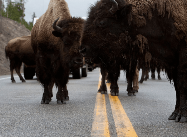 Buffalos on the Road. Continuous Driver Monitoring by SuperVision